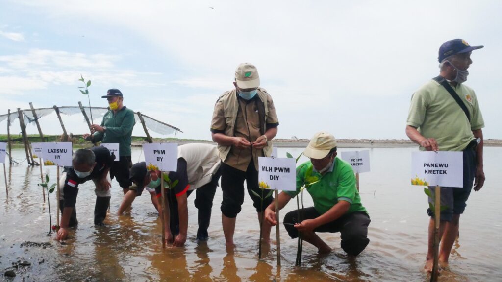 Menjalankan program lingkungan, Lazismu DIY melakukan aksi peduli alam dengan menanam 1000 pohon mangrove di wilayah konservasi mangrove Baros, Kabupaten Bantul